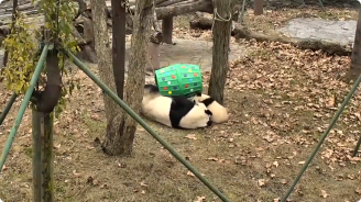 video screenshot of panda